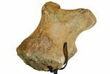 Hadrosaur (Edmontosaurus) Coracoid Bone With Stand - Montana #176376-1